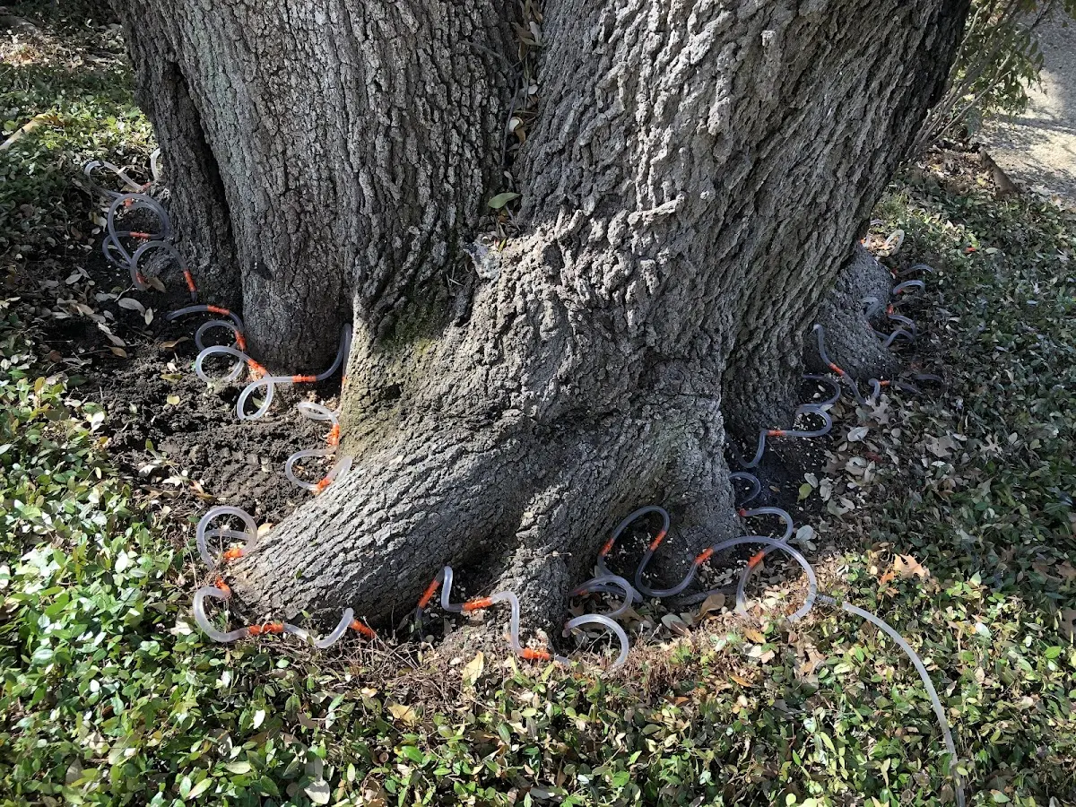 Detailed Tree Cabling and Bracing job site in Morris Run